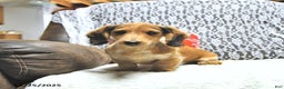 Miniature Dachshund dogs for sale: Aspen - Ad 4