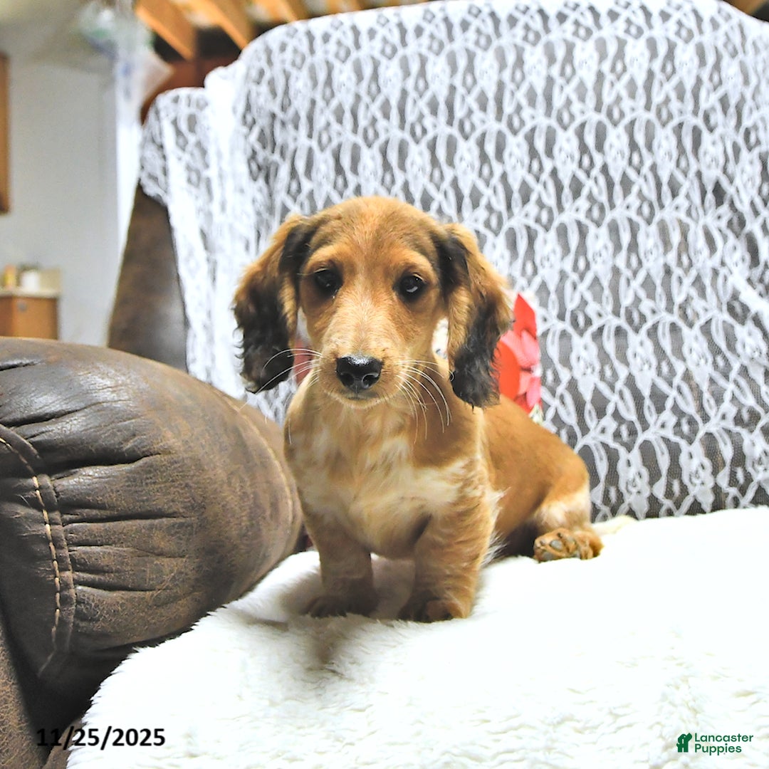 Miniature Dachshund dogs for sale: Aspen - Ad 4