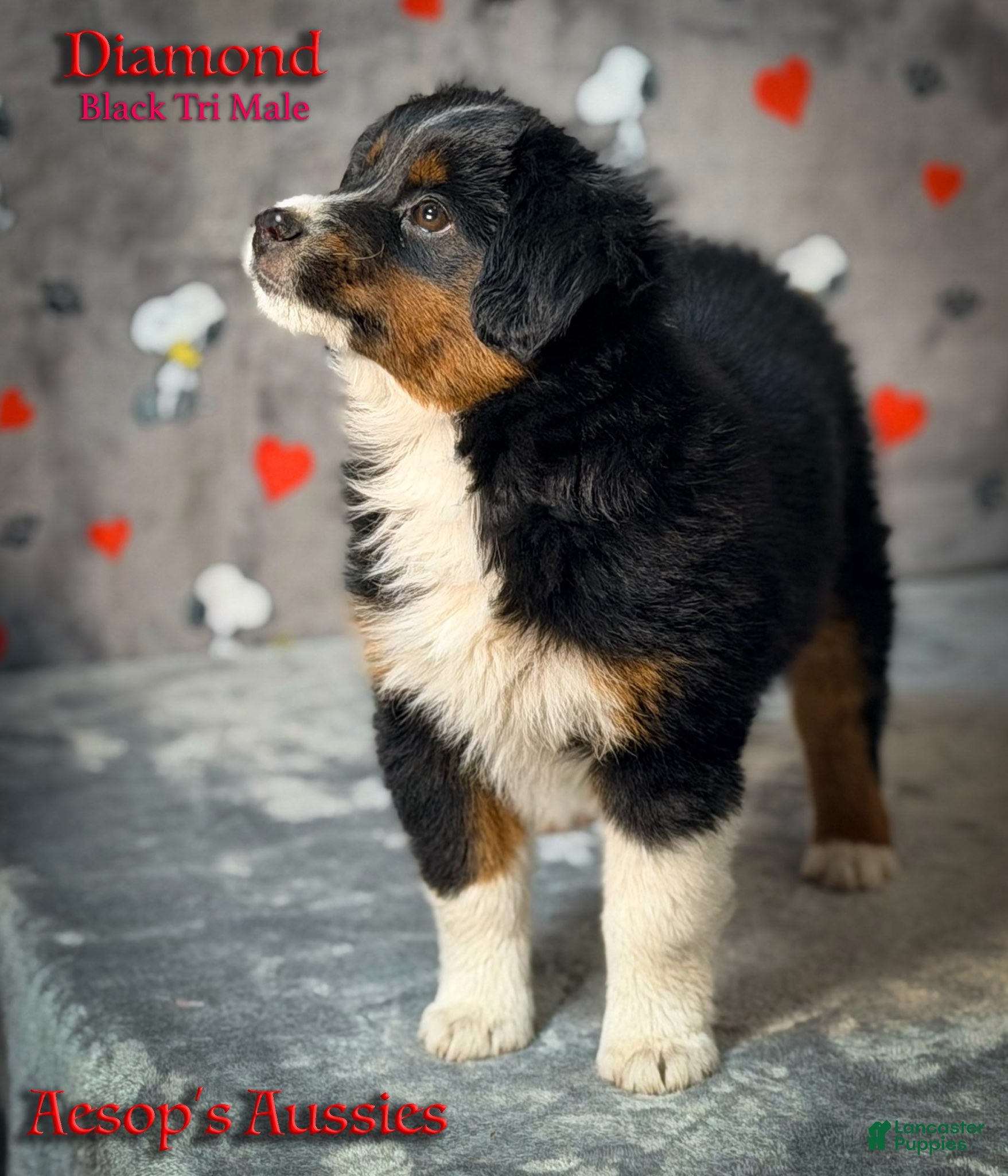 Toy Australian Shepherd dogs Diamond - Ad 2