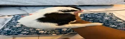 Shih Tzu dogs for sale: Shih Tzu Puppy 3 - Ad 2