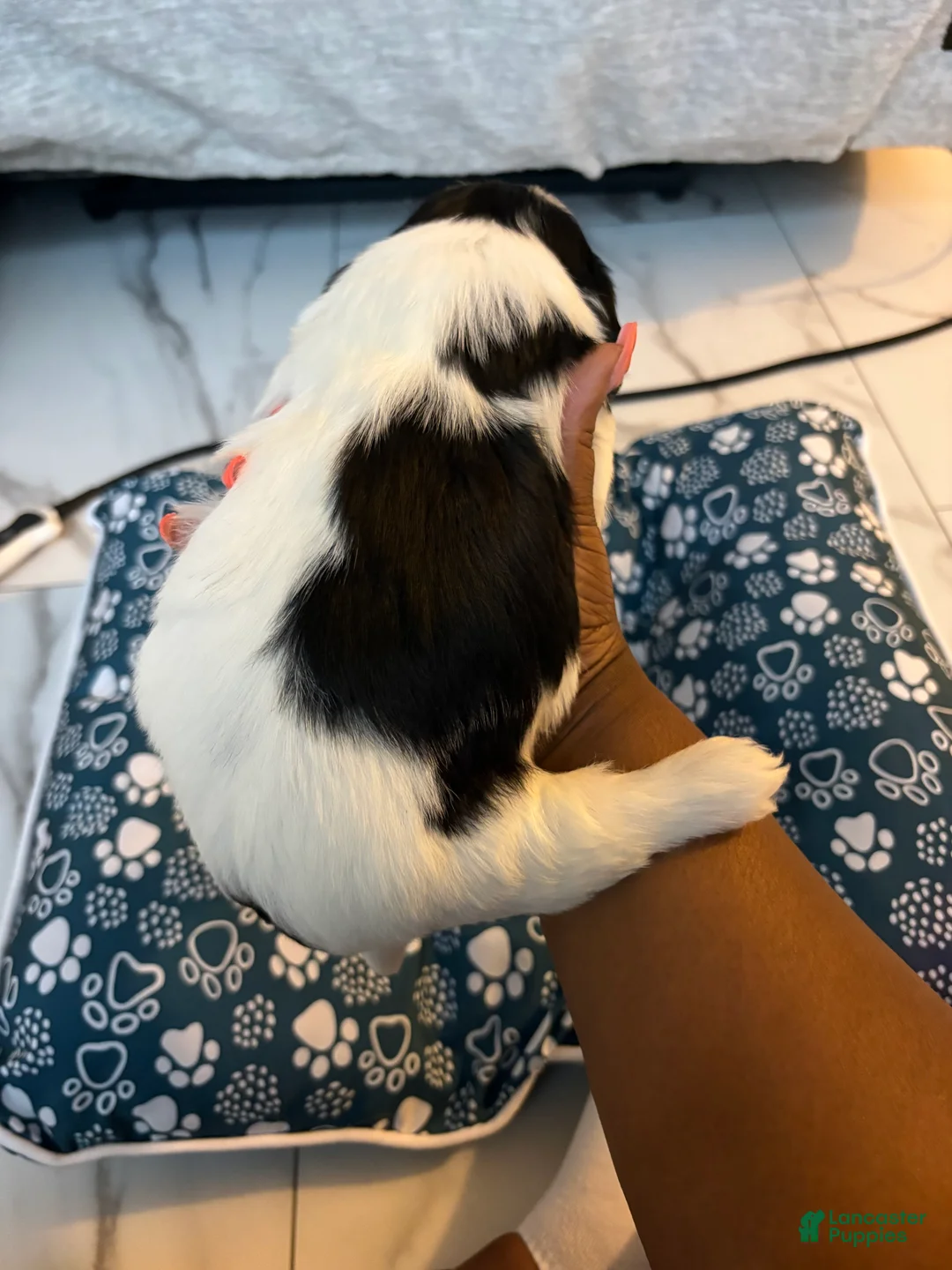 Shih Tzu dogs for sale: Shih Tzu Puppy 3 - Ad 2