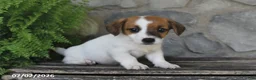 Jack Russell Terrier dogs for sale: Miles - Ad 4