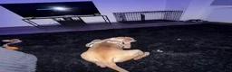 American Pit Bull Terrier dogs for sale: American Pit Bull Terrier  - Ad 7