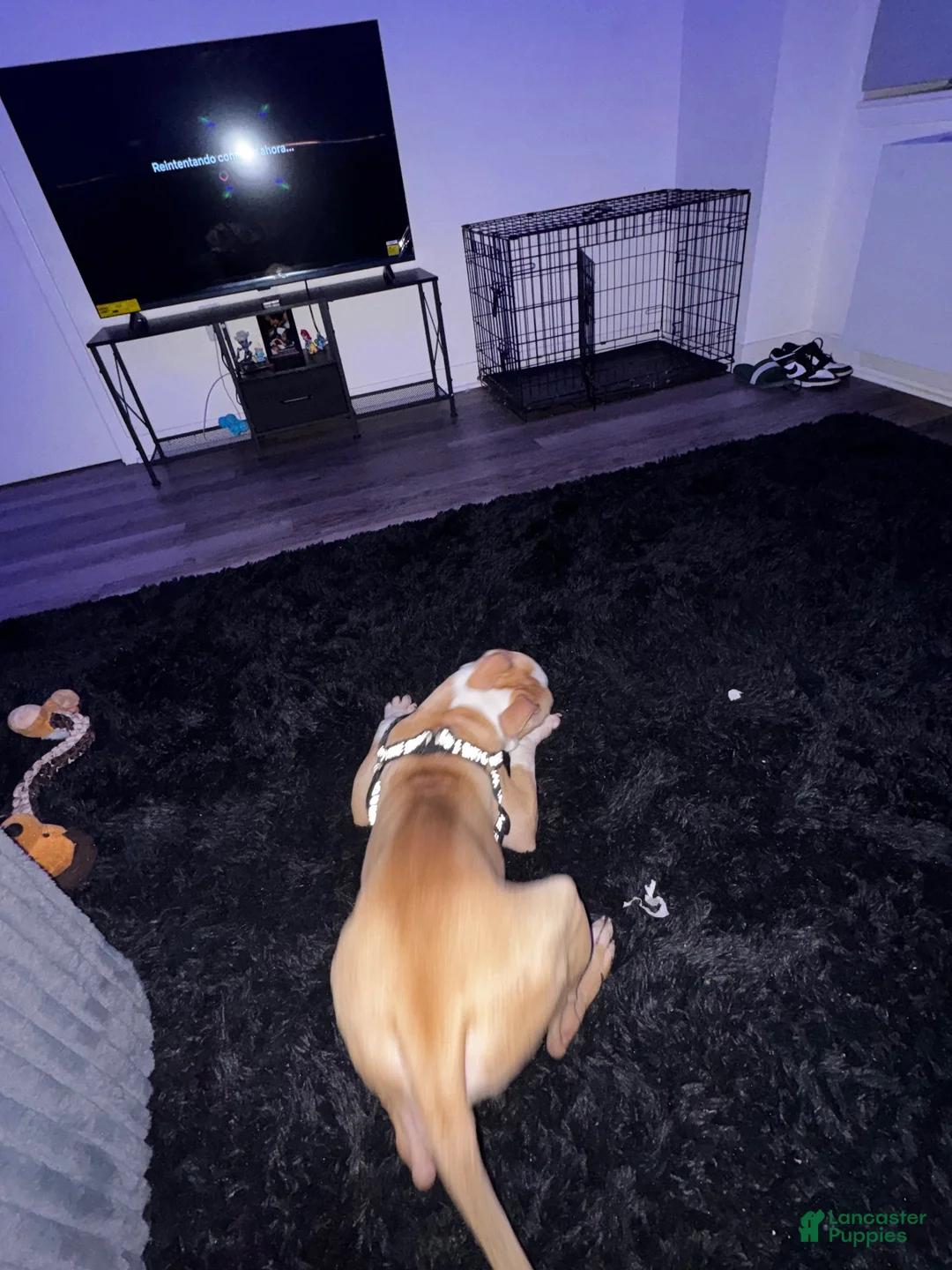 American Pit Bull Terrier dogs for sale: American Pit Bull Terrier  - Ad 7
