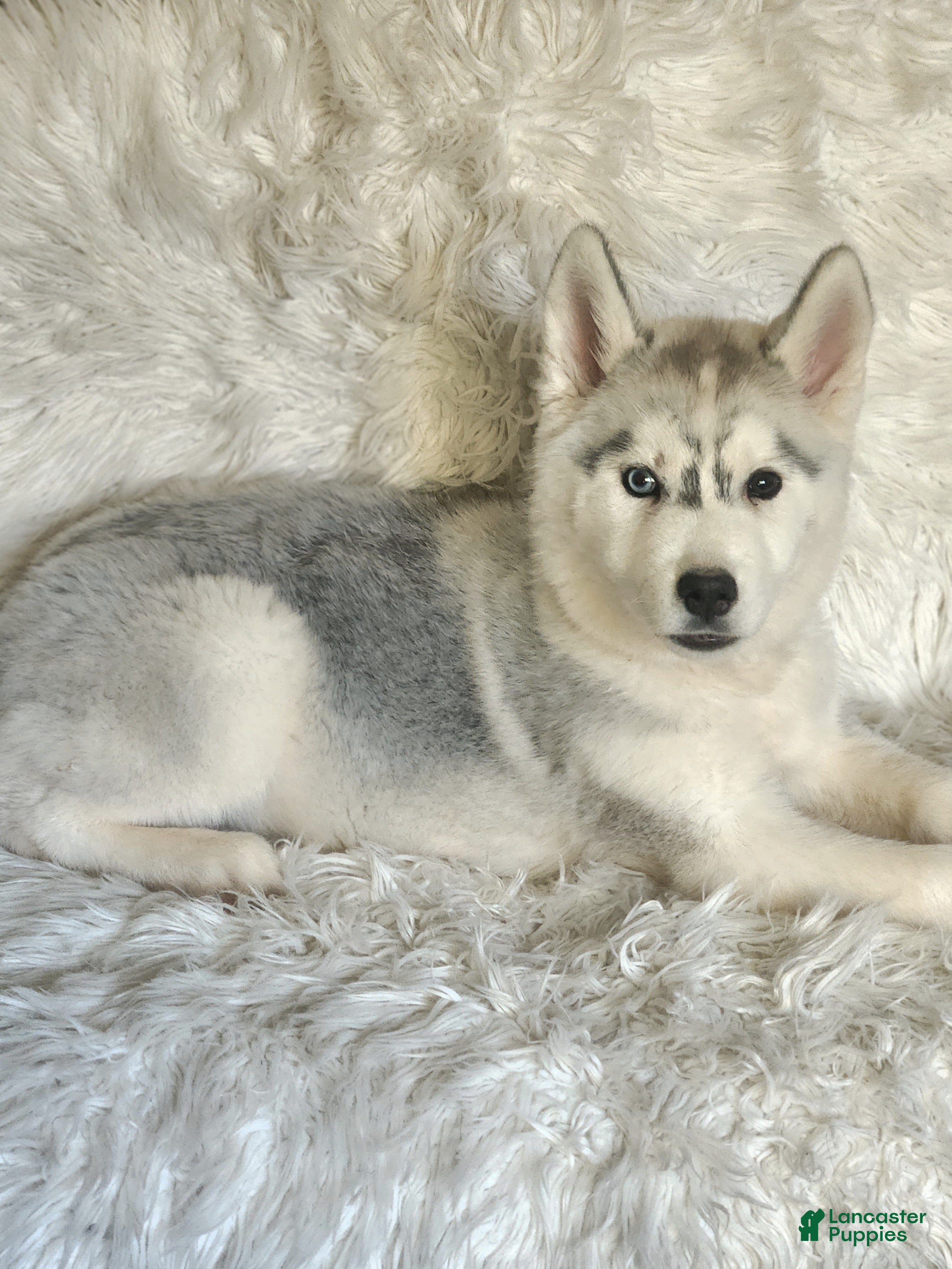 Siberian Husky dogs Balto - Ad 5