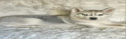 Siberian Husky dogs for sale: Balto - Ad 1