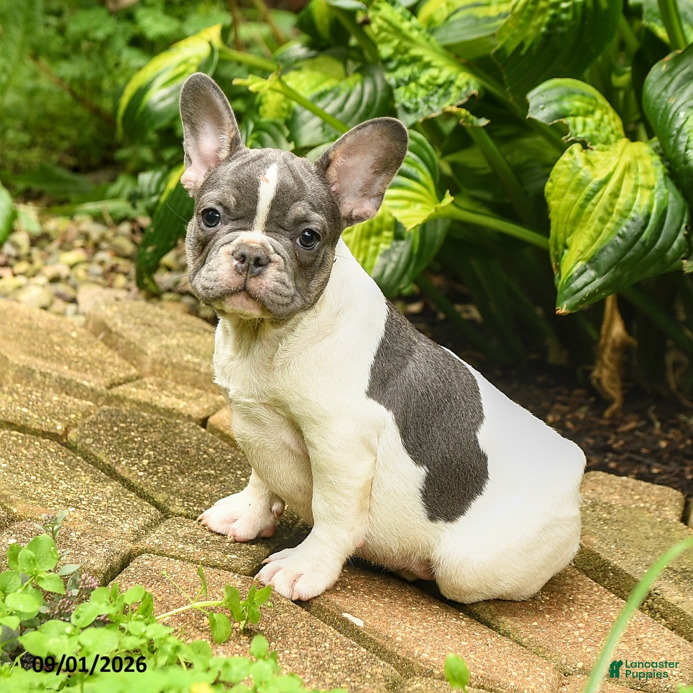 French Bulldog dogs Christine - Ad 1