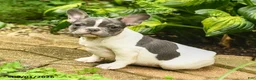 French Bulldog dogs for sale: Christine - Ad 1
