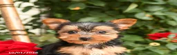 Yorkshire Terrier dogs for sale: Willow - Ad 4