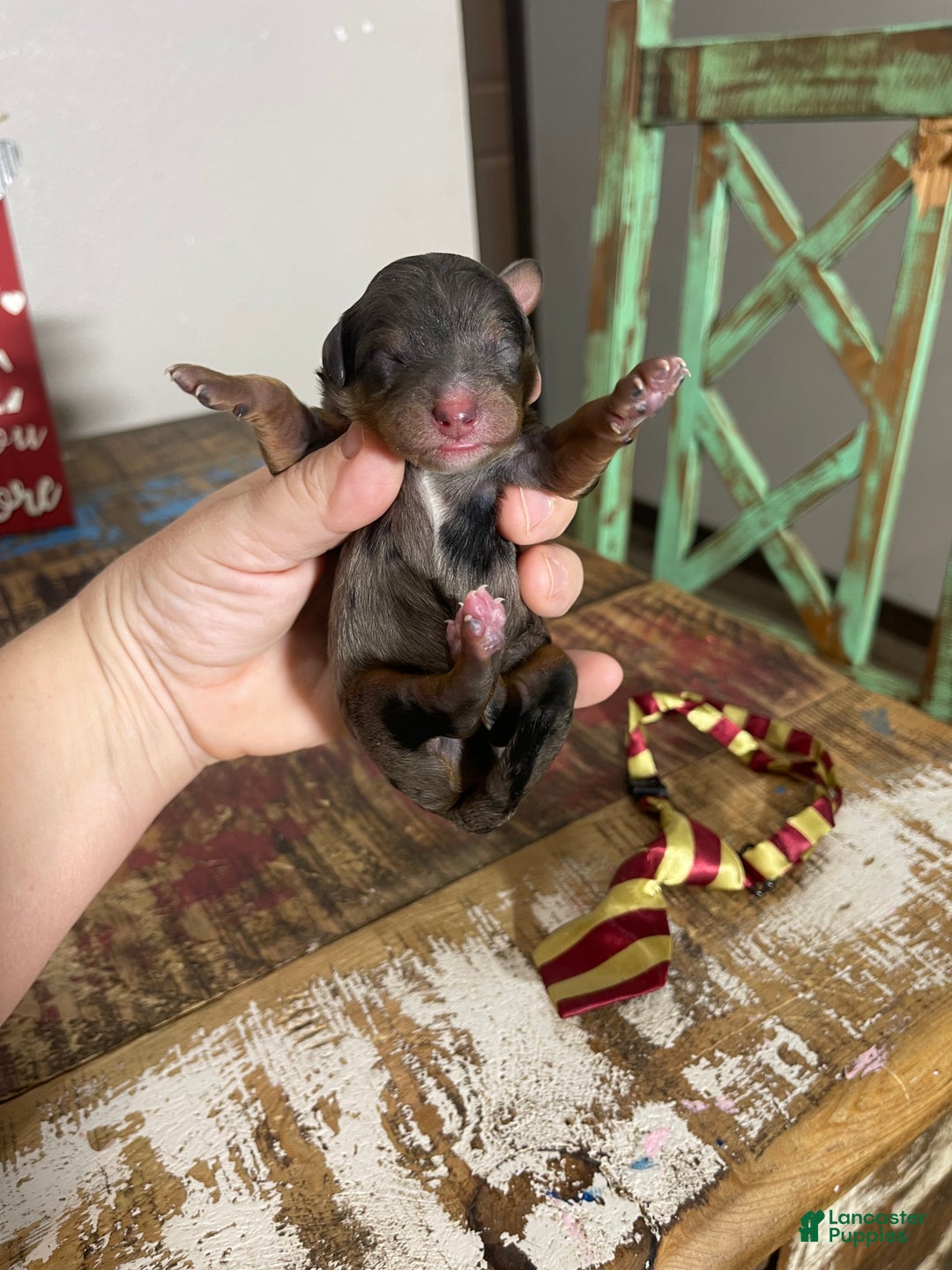 Miniature Poodle dogs for sale: Akc Blue Merle Phantom  - Ad 15