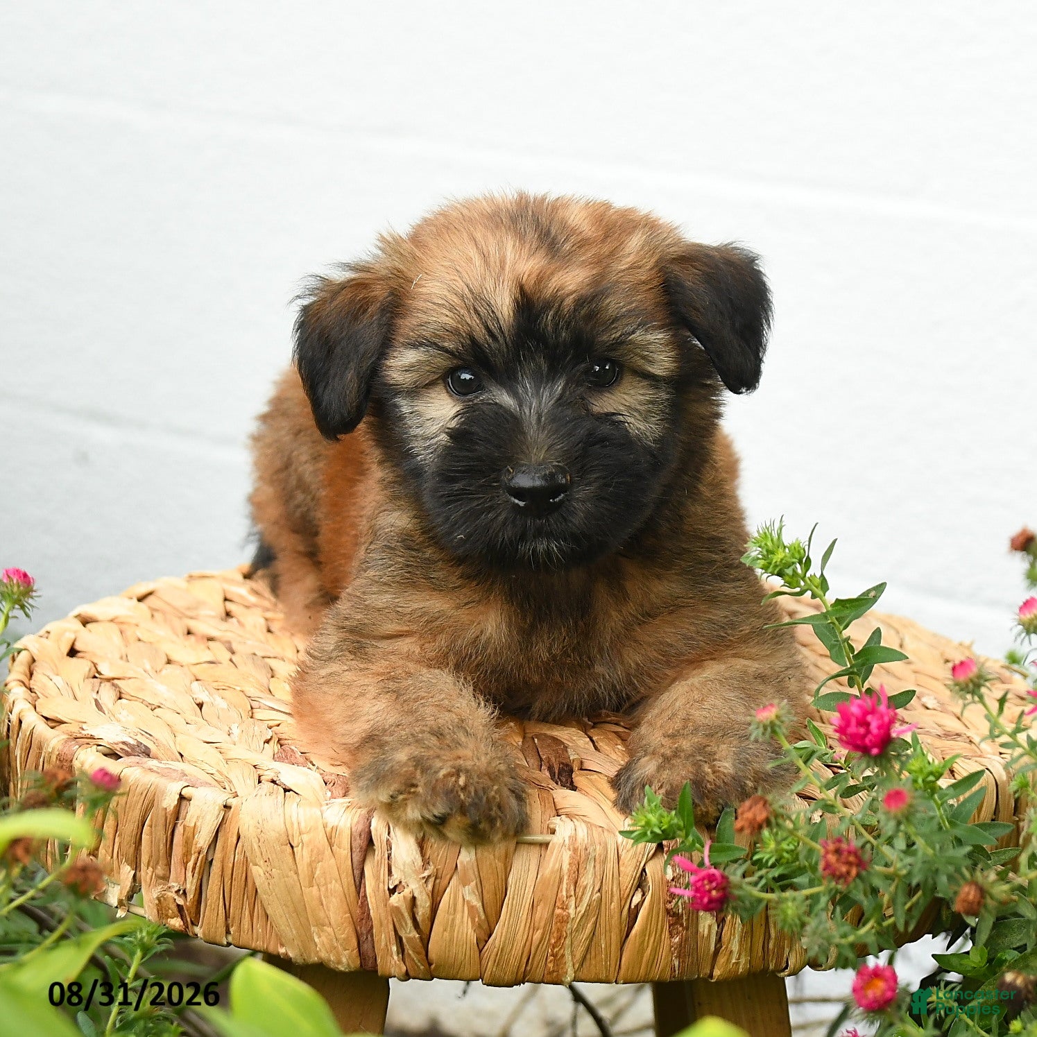 Soft Coated Wheaten Terrier dogs Chester - Ad 2