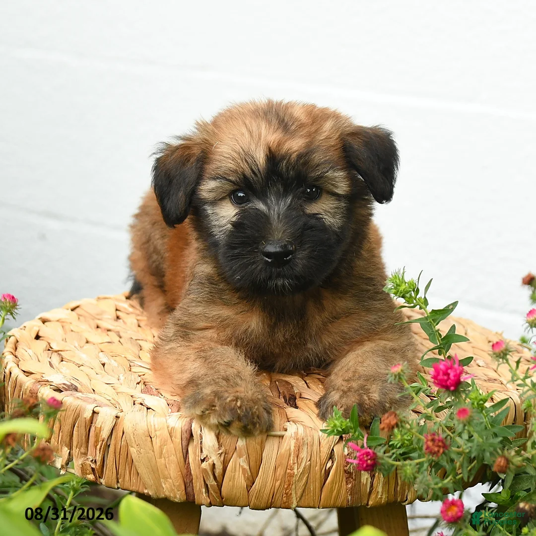 Soft Coated Wheaten Terrier dogs for sale: Chester - Ad 2