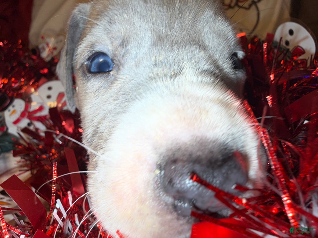 Great Dane dogs for sale: Sky - Ad 2