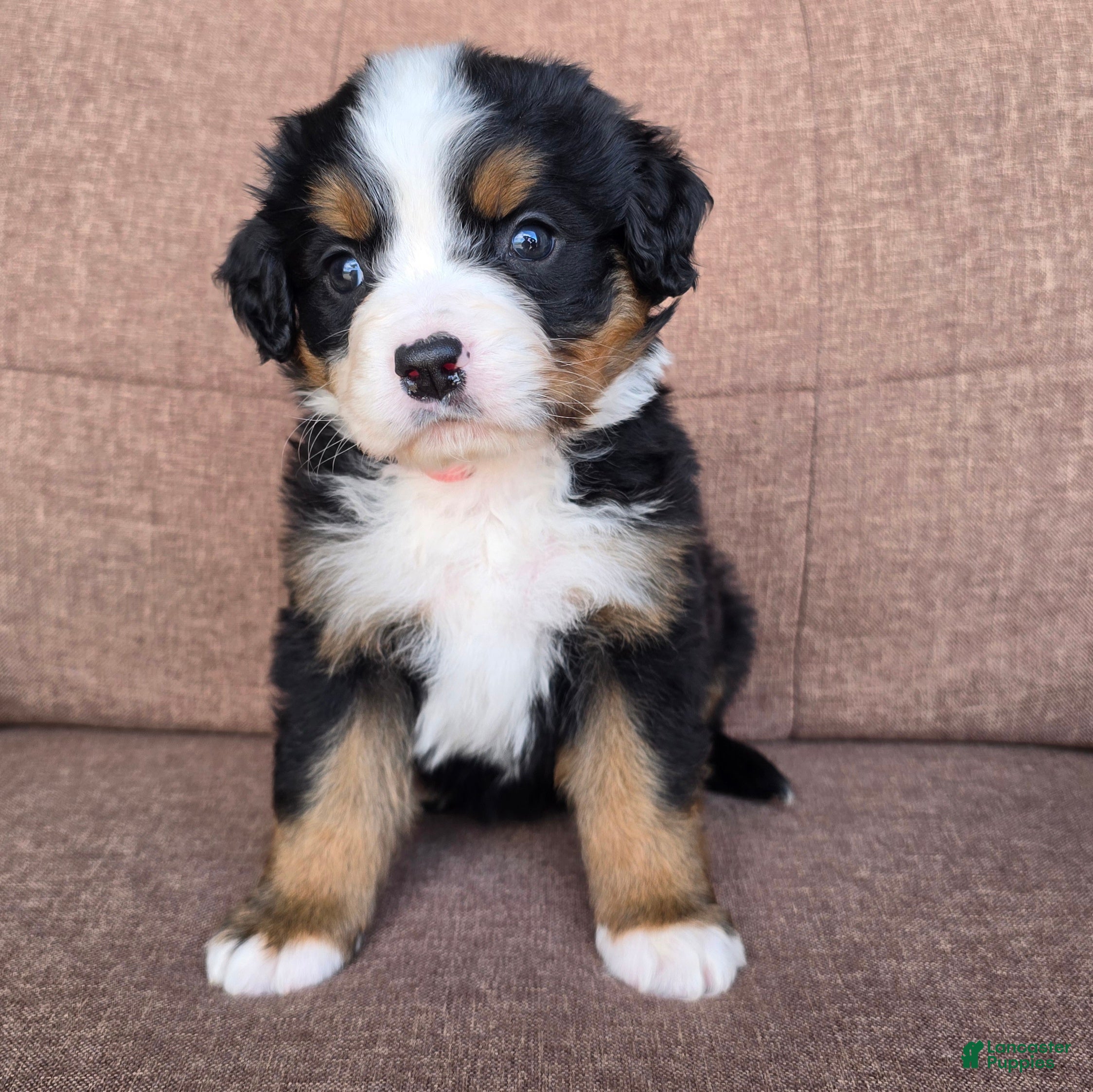 Miniature Bernese Mountain Dog dogs Bellini - Ad 1