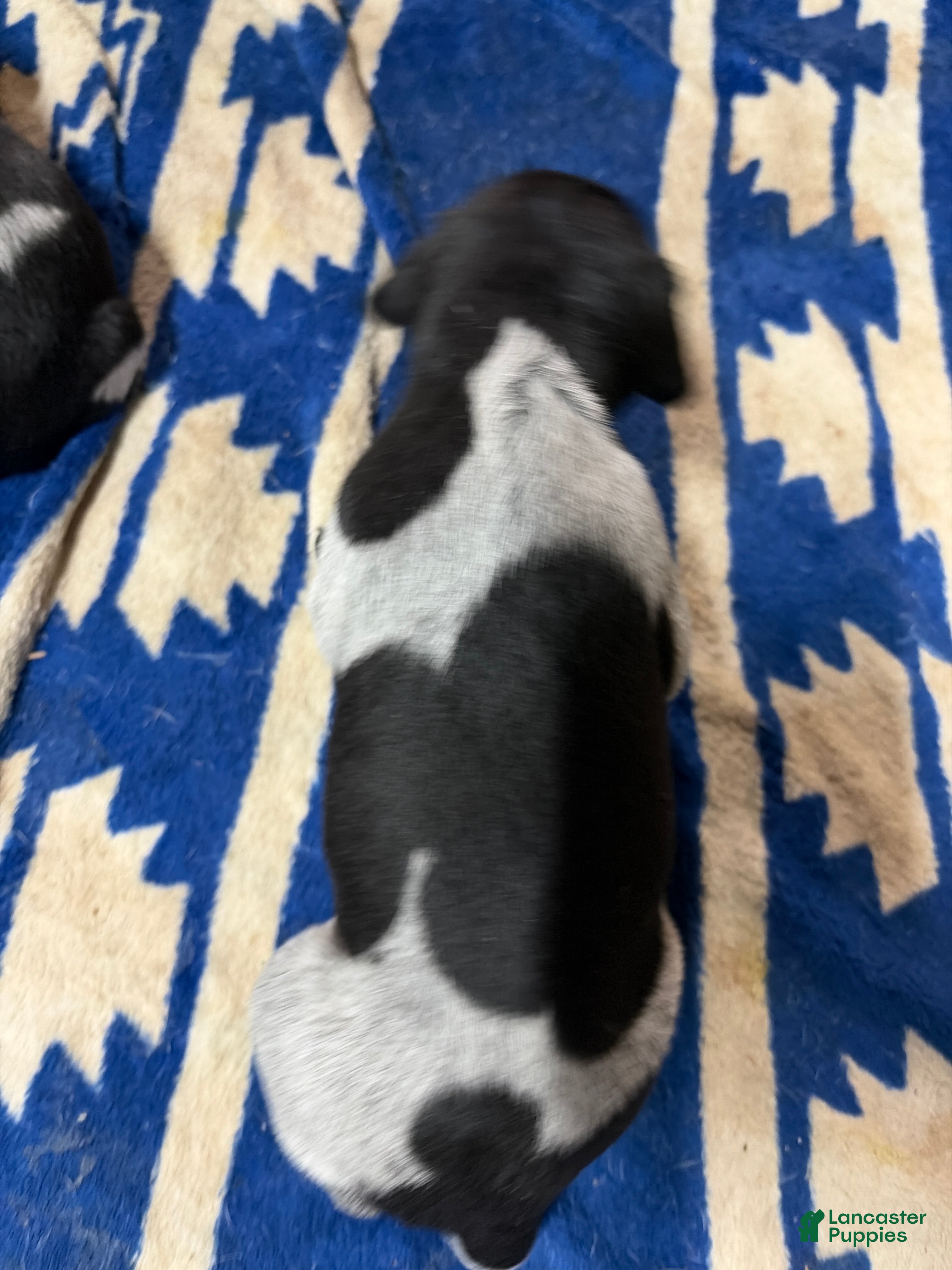 German Shorthaired Pointer dogs German Shorthaired Pointer 5 - Ad 37