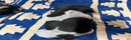 German Shorthaired Pointer dogs for sale: German Shorthaired Pointer 5 - Ad 1