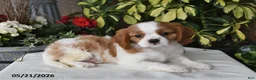Cavalier King Charles Spaniel dogs for sale: Dolly - Ad 3