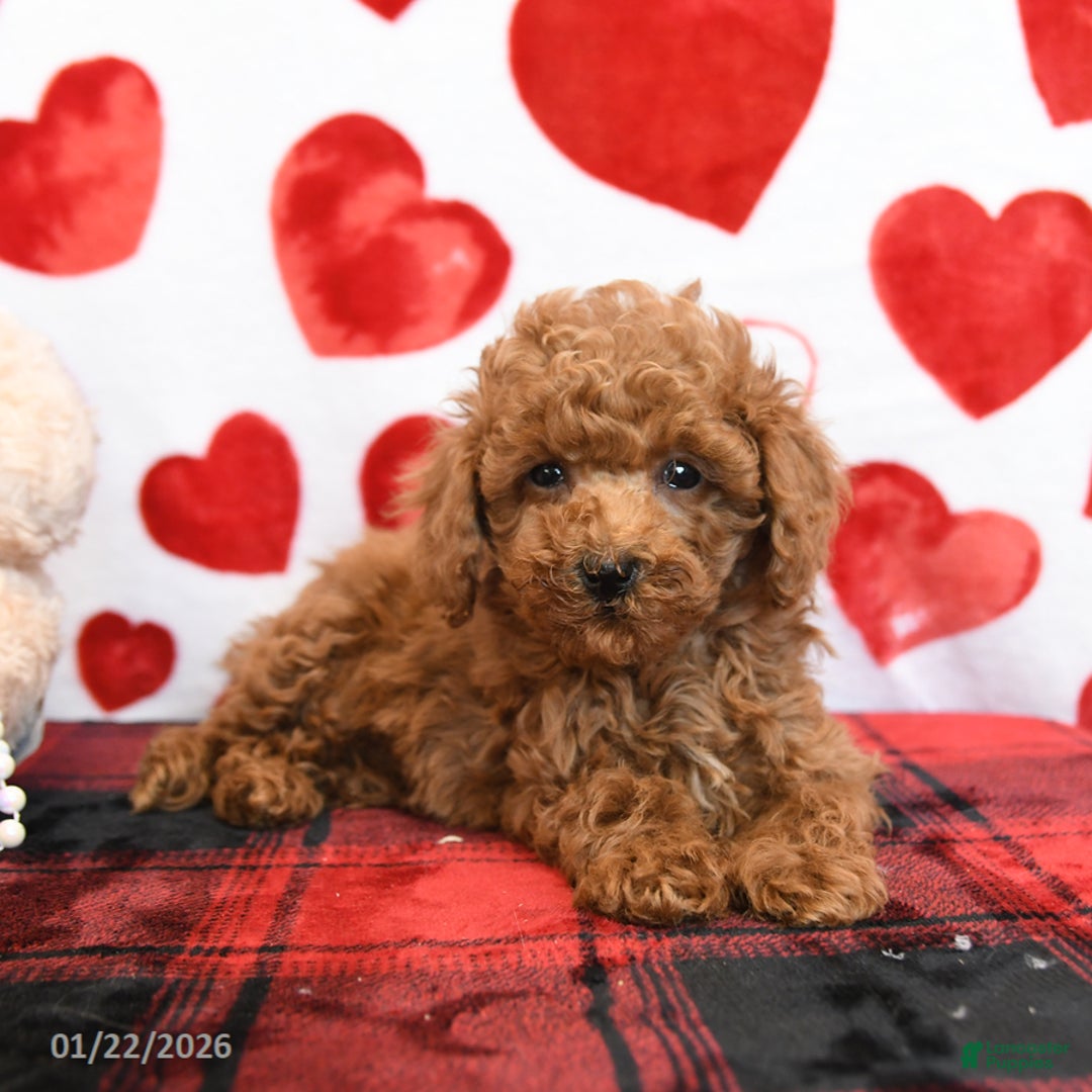 Miniature Poodle dogs for sale: Kenny - Ad 2