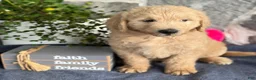 Goldendoodle dogs for sale: Nolan - Ad 1