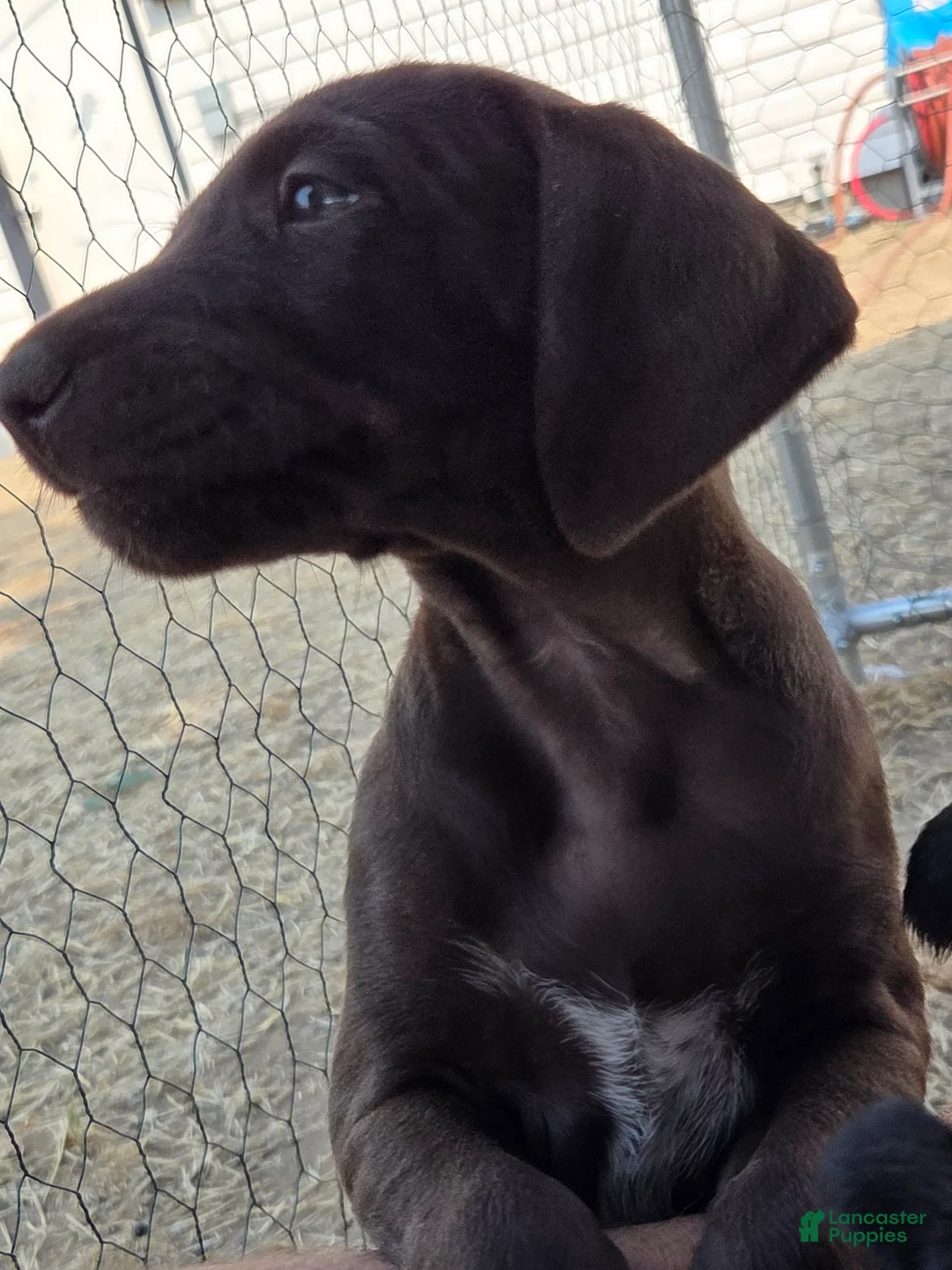German Shorthaired Pointer dogs for sale: Smooch - Ad 2