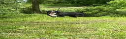 Bernese Mountain Dog dogs for sale: Max - Ad 7