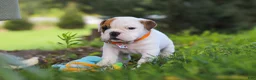 Beabull dogs for sale: Banjo - Ad 6