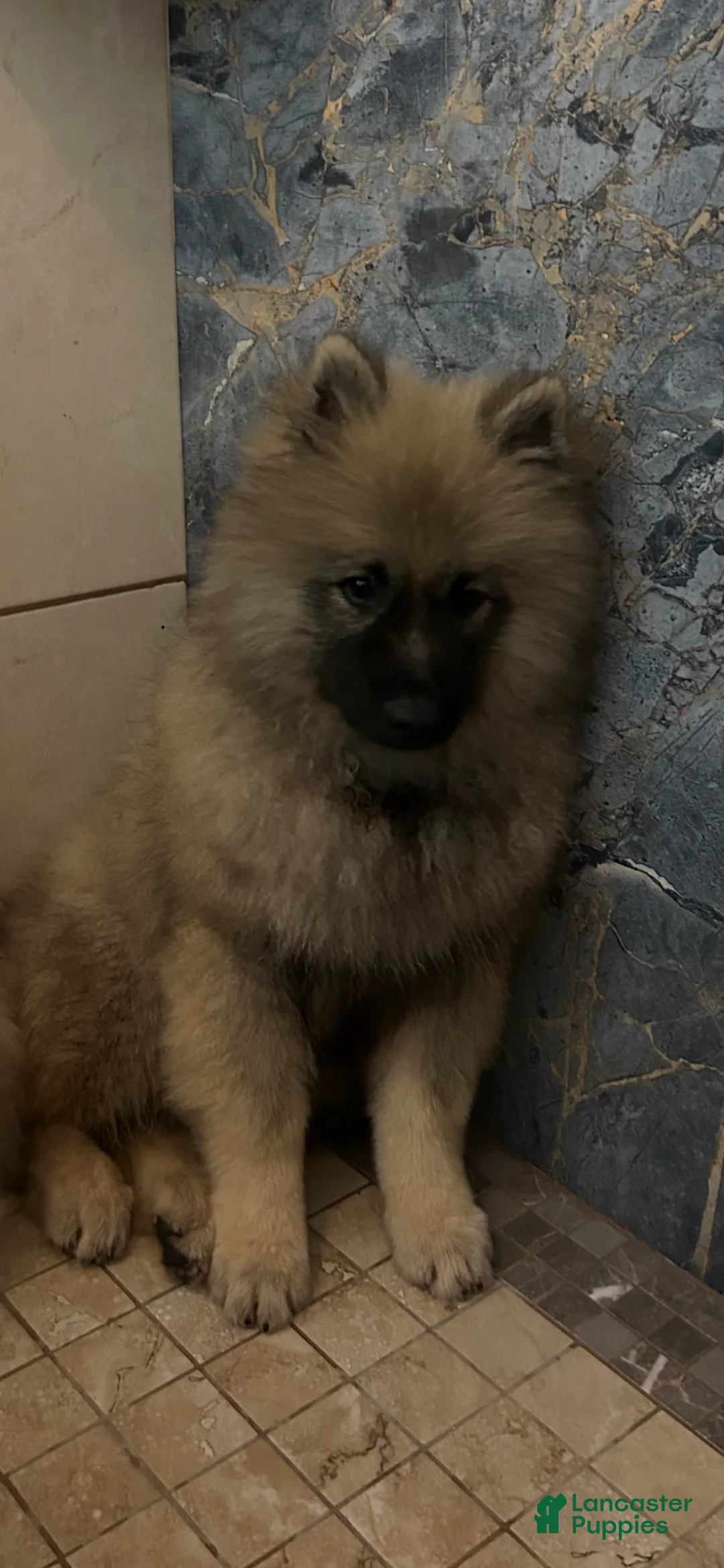 Keeshond dogs for sale: Jasper  - Ad 1