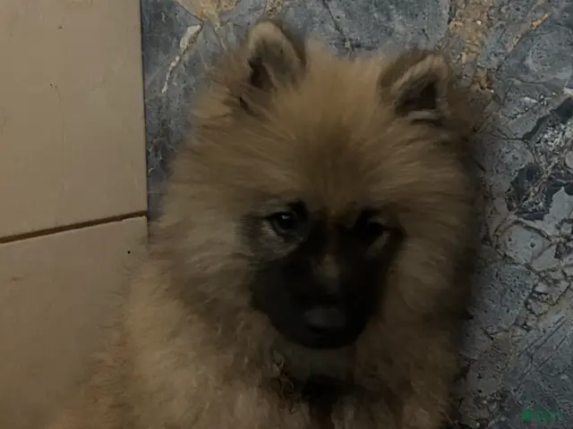 Keeshond dogs for sale: Jasper - Ad 19