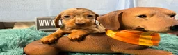 Miniature Dachshund dogs for sale: Champion bred import smooth dapple - Ad 4
