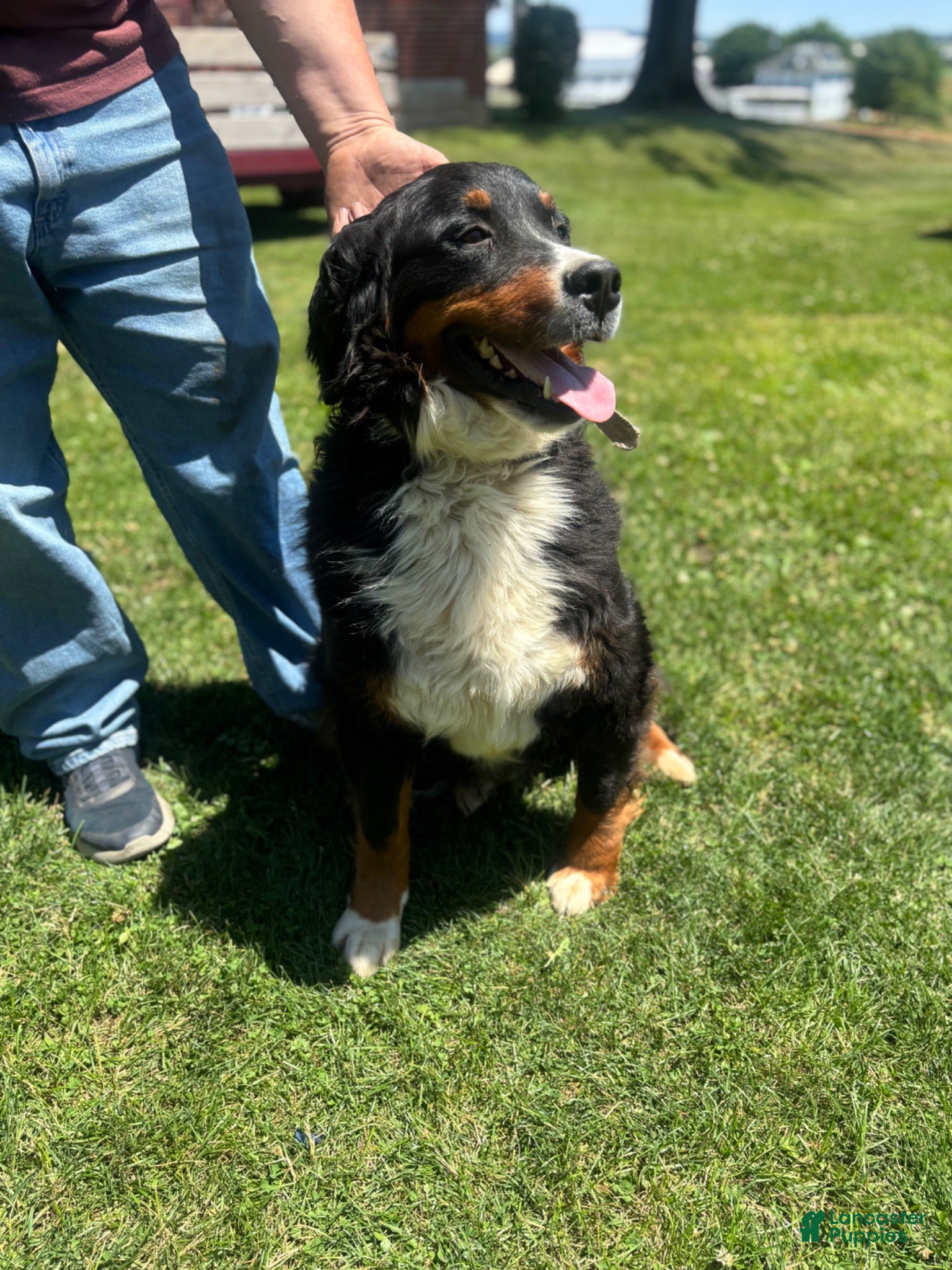Bernese Mountain Dog dogs Daisy - Ad 36