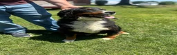 Bernese Mountain Dog dogs for sale: Daisy - Ad 1