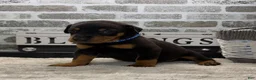 Doberman Pinscher dogs for sale: Black male blue collar  - Ad 6