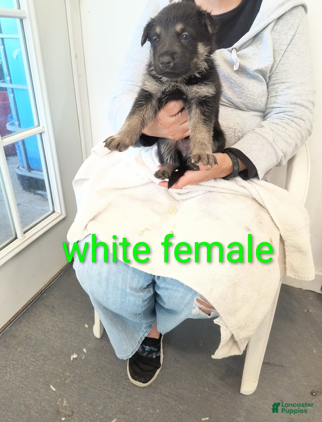 German Shepherd dogs for sale: White collar female  - Ad 1