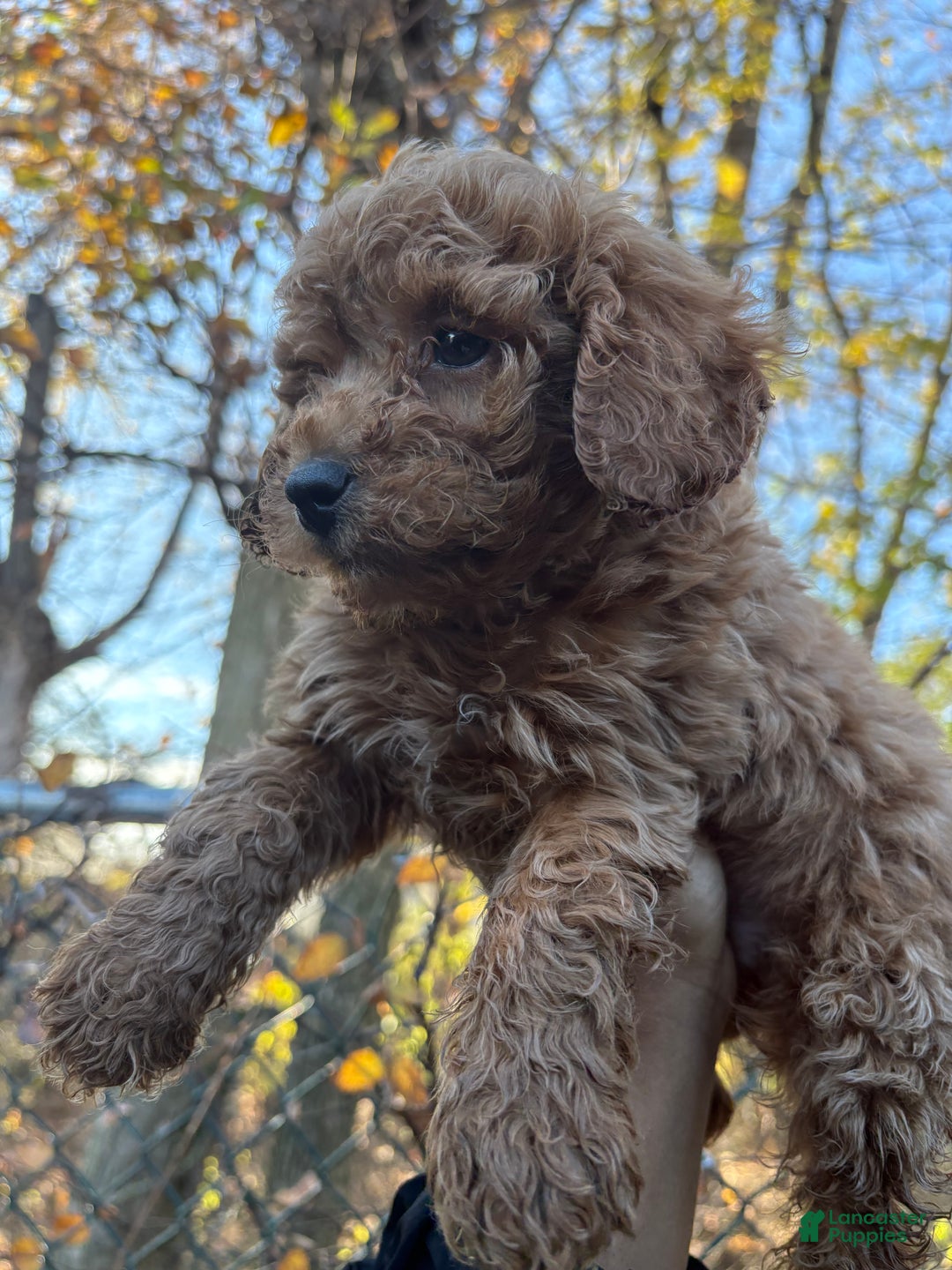 Toy Poodle dogs for sale: TOY TIMMY - Ad 2