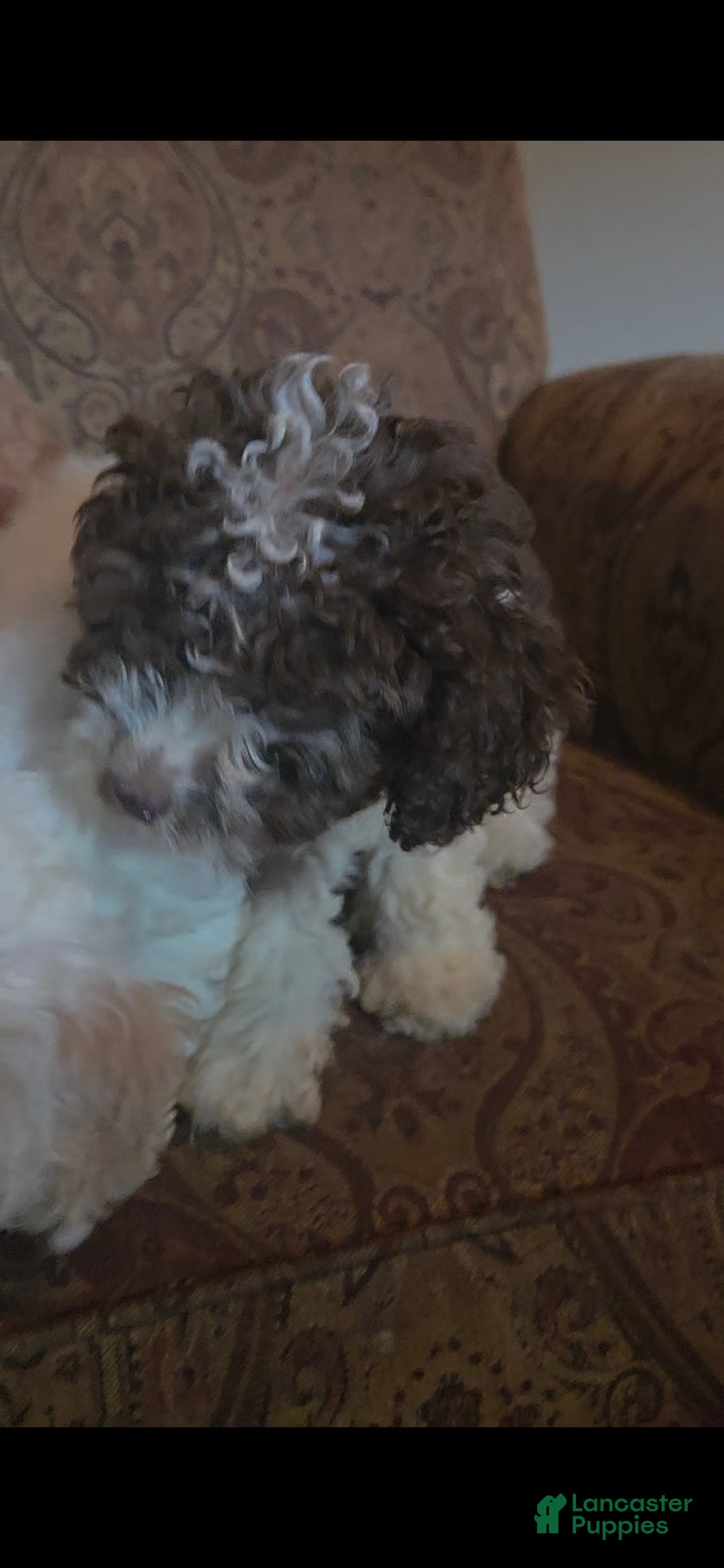 Cockapoo dogs Rosie  - Ad 2
