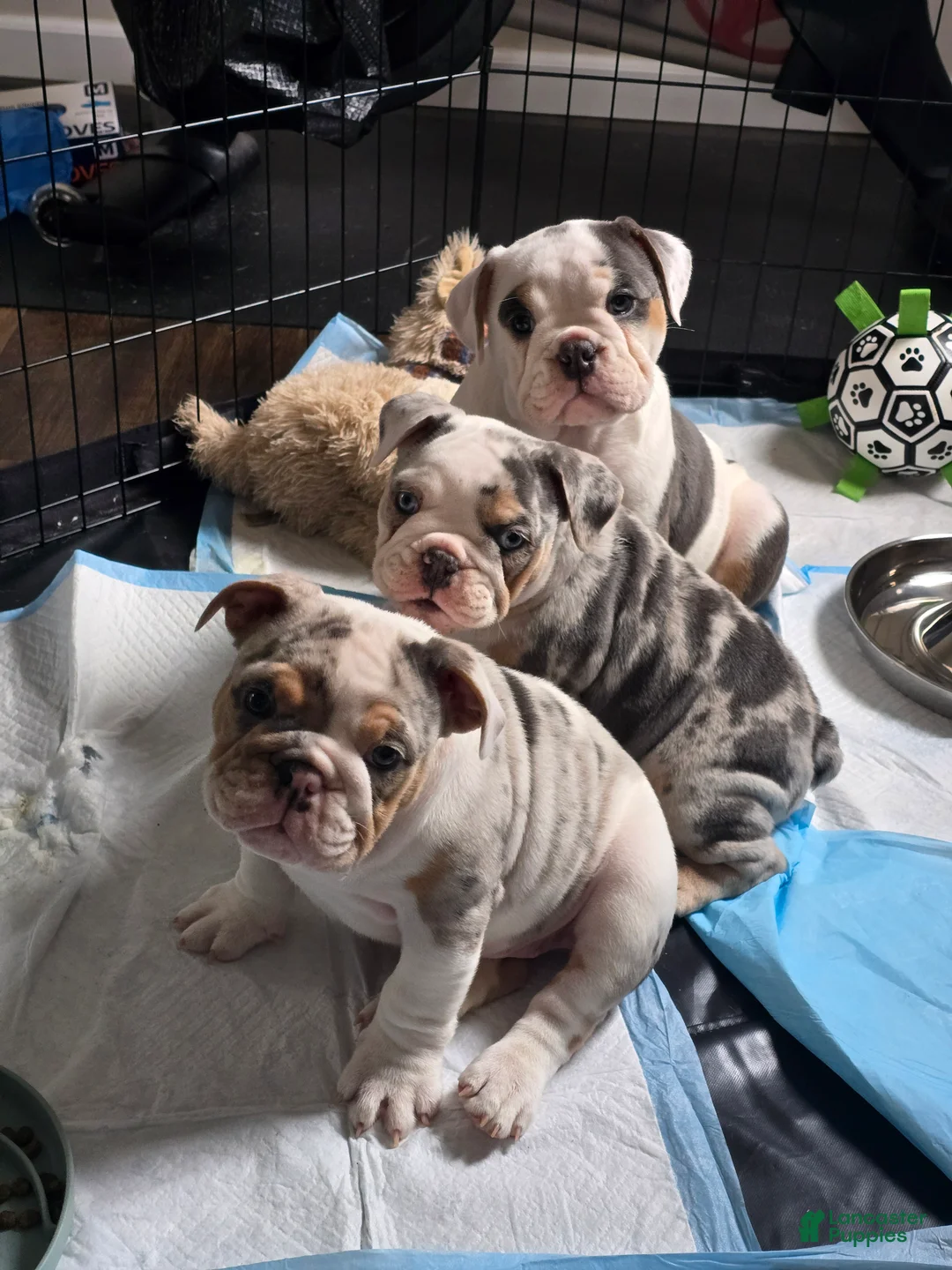 English Bulldog dogs for sale: Old English Bulldog Puppy 6 - Ad 19