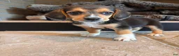 Beagle dogs for sale: Buddy - Ad 10