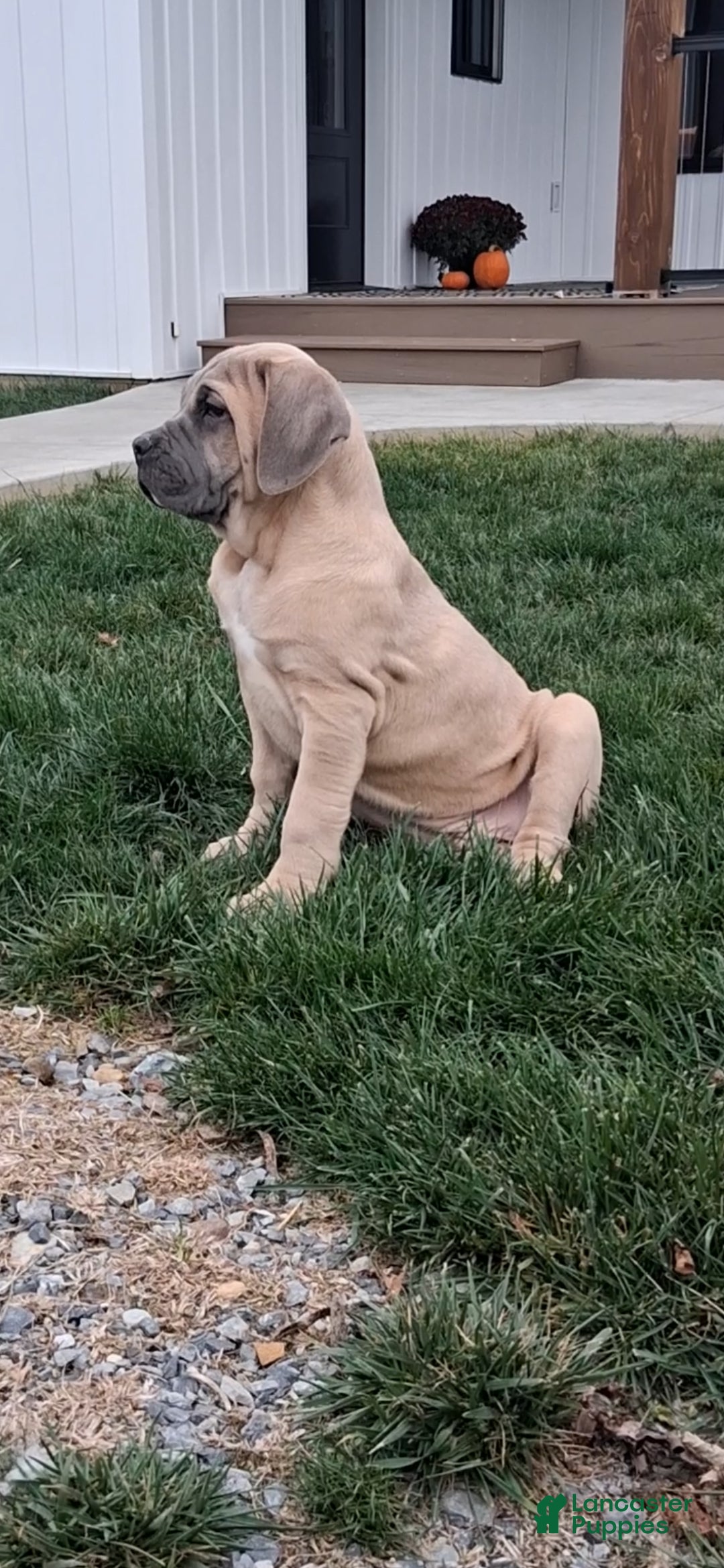 Cane Corso dogs Bane - Ad 14