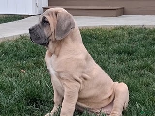 Cane Corso dogs Bane - Ad 17