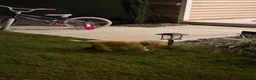 Golden Retriever dogs for sale: Golden Retriever 1 - Ad 2