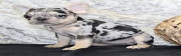 French Bulldog dogs for sale: Luna - Ad 6