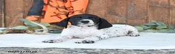 German Shorthaired Pointer dogs for sale: Mack  - Ad 3