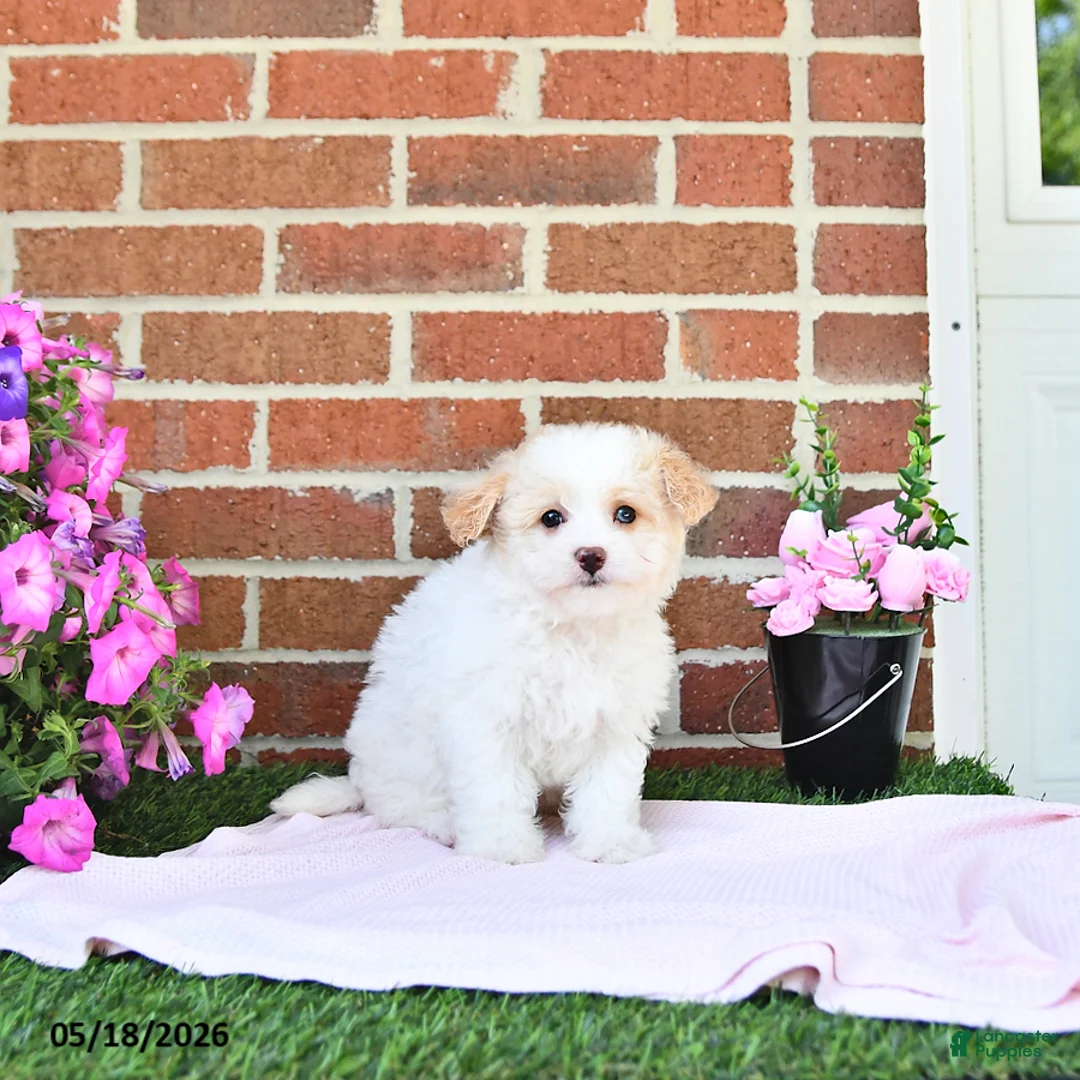 Maltipoo dogs for sale: Suni - Ad 2