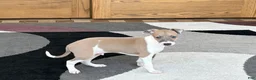 Italian Greyhound dogs for sale: Forest  - Ad 8
