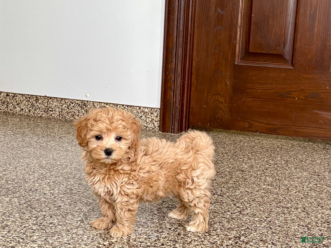 Maltipoo dogs for sale: Terry - Ad 7