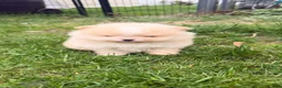 Pomeranian dogs for sale: Pomeranian Puppy 2 - Ad 4