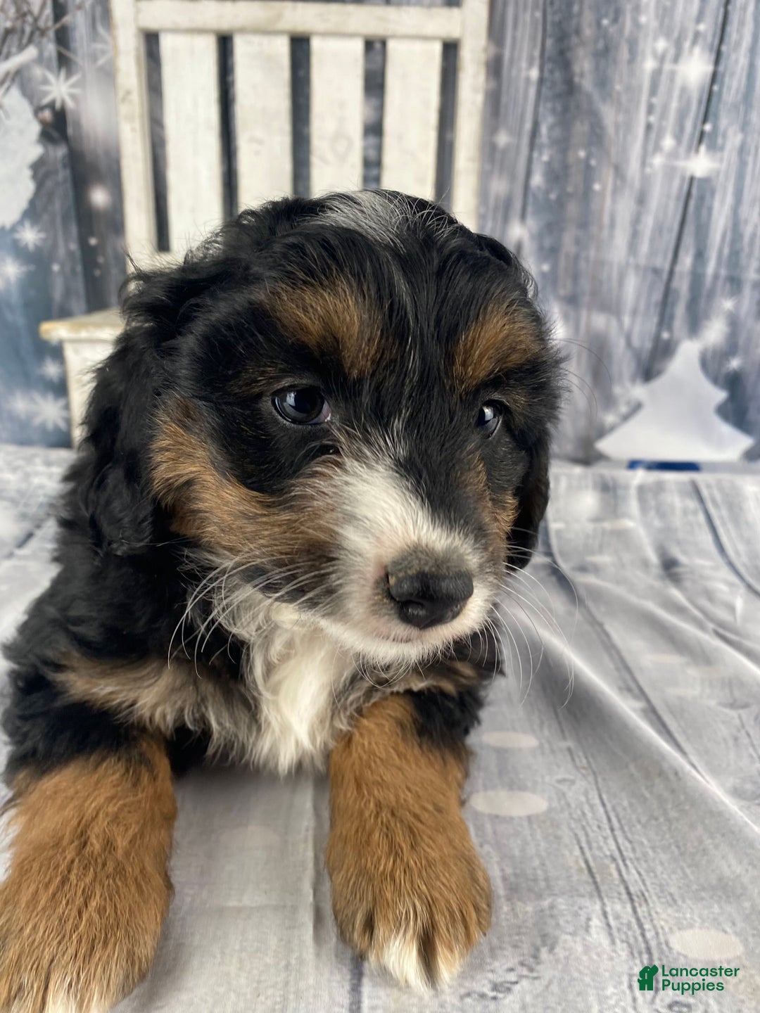 Aussiedoodle dogs for sale: Oreo - Ad 10