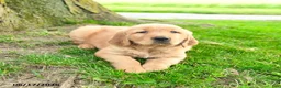 Golden Retriever dogs for sale: Princeton - Ad 3