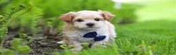 Maltipoo dogs for sale: Copper - Ad 8