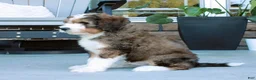 Bernedoodle dogs for sale: Sarge  - Ad 4